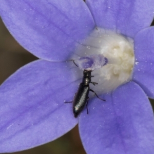 Dasytinae (subfamily) at Latham, ACT - 10 Jan 2024