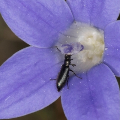 Dasytinae (subfamily) (Soft-winged flower beetle) at Blue Devil Grassland, Umbagong Park (BDG) - 10 Jan 2024 by kasiaaus