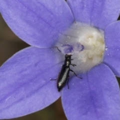 Dasytinae (subfamily) (Soft-winged flower beetle) at Blue Devil Grassland, Umbagong Park (BDG) - 10 Jan 2024 by kasiaaus