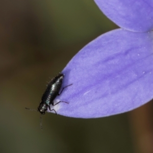 Dasytinae (subfamily) at Latham, ACT - 10 Jan 2024 04:58 PM