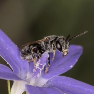 Lasioglossum (Chilalictus) sp. (genus & subgenus) (Halictid bee) at Blue Devil Grassland, Umbagong Park (BDG) - 10 Jan 2024 by kasiaaus