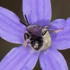 Lasioglossum (Chilalictus) sp. (genus & subgenus) at Latham, ACT - 10 Jan 2024 04:59 PM