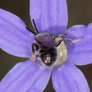 Lasioglossum (Chilalictus) sp. (genus & subgenus) at Blue Devil Grassland, Umbagong Park (BDG) - 10 Jan 2024