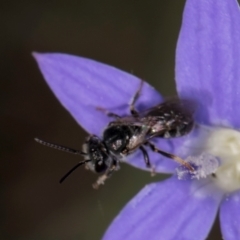 Lasioglossum (Chilalictus) sp. (genus & subgenus) at Latham, ACT - 10 Jan 2024 04:59 PM