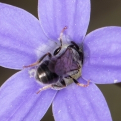 Lasioglossum (Chilalictus) sp. (genus & subgenus) at Latham, ACT - 10 Jan 2024 04:59 PM