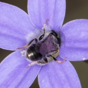 Lasioglossum (Chilalictus) sp. (genus & subgenus) at Latham, ACT - 10 Jan 2024 04:59 PM