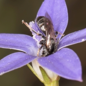 Lasioglossum (Chilalictus) sp. (genus & subgenus) at Blue Devil Grassland, Umbagong Park (BDG) - 10 Jan 2024