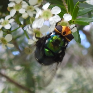 Rutilia (Ameniamima) argentifera at ANBG - 11 Jan 2024