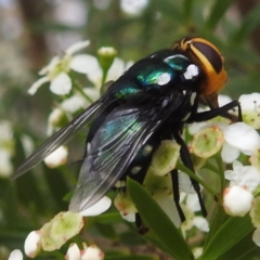 Rutilia (Ameniamima) argentifera at ANBG - 11 Jan 2024