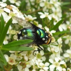 Rutilia (Ameniamima) argentifera at ANBG - 11 Jan 2024