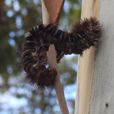 Chelepteryx collesi (White-stemmed Gum Moth) at GG235 - 11 Jan 2024 by HelenCross