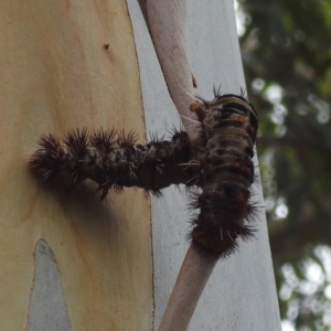 Chelepteryx collesi at GG236 - 11 Jan 2024