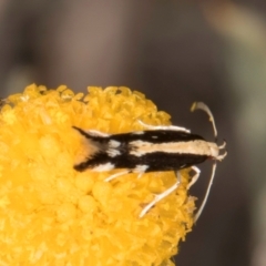 Labdia oxysema at Blue Devil Grassland, Umbagong Park (BDG) - 10 Jan 2024