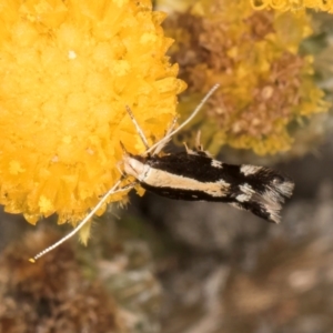 Labdia oxysema at Blue Devil Grassland, Umbagong Park (BDG) - 10 Jan 2024