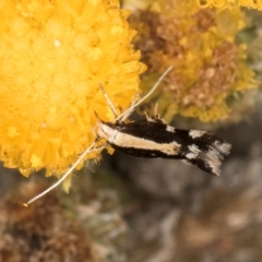 Labdia oxysema at Blue Devil Grassland, Umbagong Park (BDG) - 10 Jan 2024