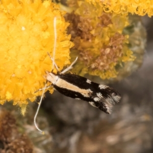 Labdia oxysema at Blue Devil Grassland, Umbagong Park (BDG) - 10 Jan 2024