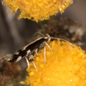 Labdia oxysema at Blue Devil Grassland, Umbagong Park (BDG) - 10 Jan 2024