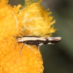 Labdia oxysema (A Curved-horn moth) at Latham, ACT - 10 Jan 2024 by kasiaaus