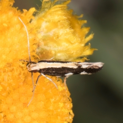 Labdia oxysema (A Curved-horn moth) at Umbagong District Park - 10 Jan 2024 by kasiaaus