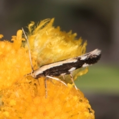 Labdia oxysema at Blue Devil Grassland, Umbagong Park (BDG) - 10 Jan 2024