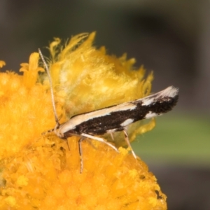 Labdia oxysema at Latham, ACT - 10 Jan 2024 05:11 PM