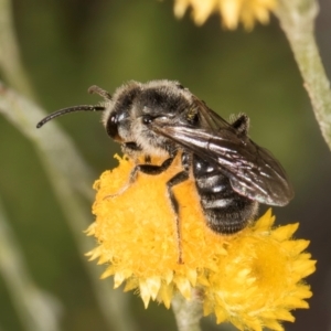 Lasioglossum (Chilalictus) sp. (genus & subgenus) at Latham, ACT - 10 Jan 2024