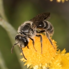 Lasioglossum (Chilalictus) sp. (genus & subgenus) at Latham, ACT - 10 Jan 2024