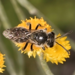 Lasioglossum (Chilalictus) sp. (genus & subgenus) at Latham, ACT - 10 Jan 2024