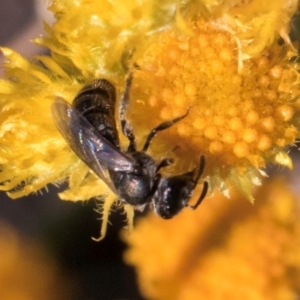 Lasioglossum (Homalictus) sp. (genus & subgenus) at Blue Devil Grassland, Umbagong Park (BDG) - 10 Jan 2024