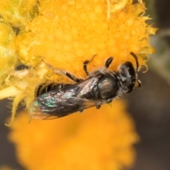 Lasioglossum (Homalictus) sp. (genus & subgenus) at Latham, ACT - 10 Jan 2024 05:09 PM