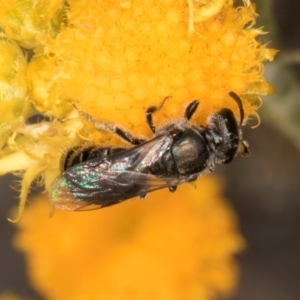 Lasioglossum (Homalictus) sp. (genus & subgenus) at Latham, ACT - 10 Jan 2024 05:09 PM