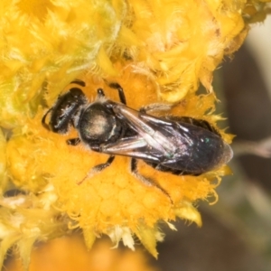 Lasioglossum (Homalictus) sp. (genus & subgenus) at Blue Devil Grassland, Umbagong Park (BDG) - 10 Jan 2024