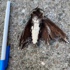 Endoxyla (genus) (Unknown Wood Moth) at Rivett, ACT - 11 Jan 2024 by PGL