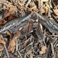 Endoxyla (genus) at Rivett, ACT - suppressed