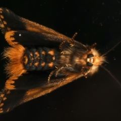 Epicoma contristis (Yellow-spotted Epicoma Moth) at Ainslie, ACT - 10 Jan 2024 by jb2602