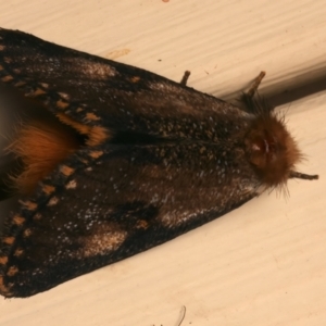 Epicoma contristis at Ainslie, ACT - 10 Jan 2024