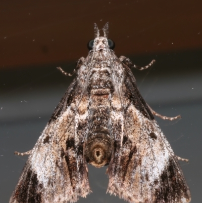 Salma pyrastis (A Pyralid moth (Epipaschiinae) at Ainslie, ACT - 9 Jan 2024 by jb2602