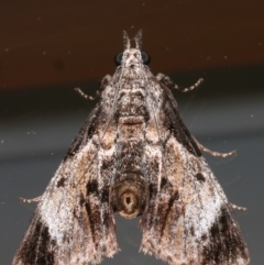 Salma pyrastis (A Pyralid moth (Epipaschiinae subfam.)) at Ainslie, ACT - 9 Jan 2024 by jb2602