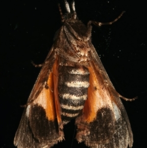 Salma pyrastis at Ainslie, ACT - 9 Jan 2024 10:25 PM