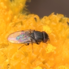 Muscidae (family) (Unidentified muscid fly) at Blue Devil Grassland, Umbagong Park (BDG) - 10 Jan 2024 by kasiaaus