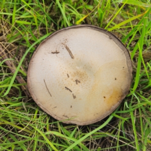 Agaricus campestris at suppressed - 11 Jan 2024