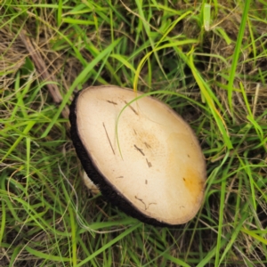 Agaricus campestris at suppressed - suppressed