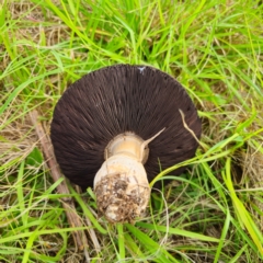 Agaricus campestris at suppressed - suppressed