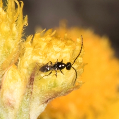 Chalcidoidea (superfamily) (A gall wasp or Chalcid wasp) at Umbagong District Park - 10 Jan 2024 by kasiaaus