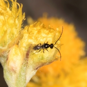 Chalcidoidea (superfamily) at Blue Devil Grassland, Umbagong Park (BDG) - 10 Jan 2024