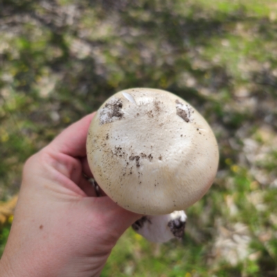 Amanita sp. (Amanita sp.) at Tarago, NSW - 11 Jan 2024 by Csteele4