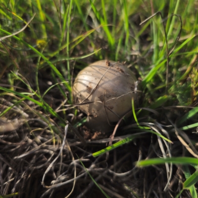 Amanita sp. (Amanita sp.) at Bungendore, NSW - 11 Jan 2024 by Csteele4