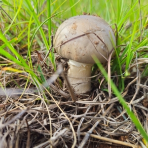 Amanita sp. at QPRC LGA - 11 Jan 2024 06:08 PM