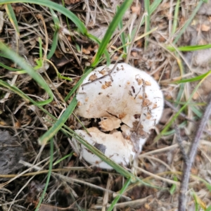 Lactarius pubescens at QPRC LGA - 11 Jan 2024