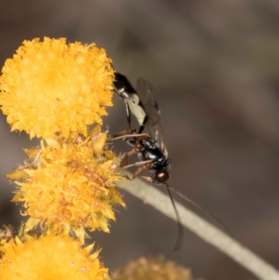 Ichneumonidae (family) (Unidentified ichneumon wasp) at Blue Devil Grassland, Umbagong Park (BDG) - 10 Jan 2024 by kasiaaus